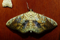 Pantographa suffusalis