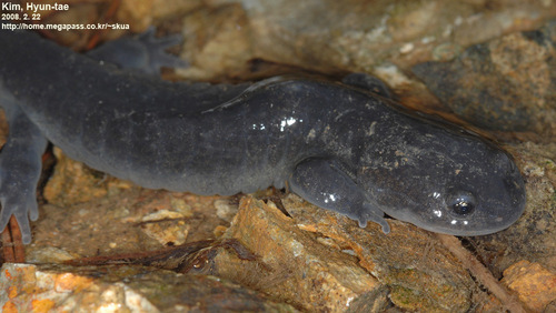 Hynobius yangi