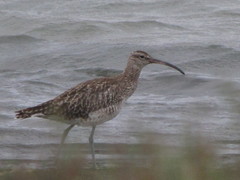 Numenius phaeopus phaeopus