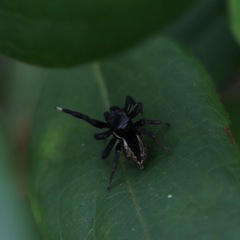 Salticidae