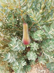 Banksia praemorsa