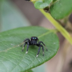 Salticidae