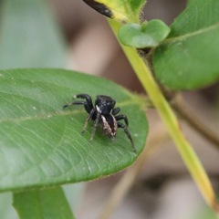 Salticidae
