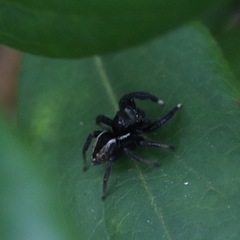 Salticidae