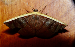 Cimicodes ferruginea