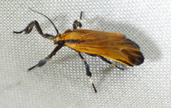 Lycomorphodes sordida