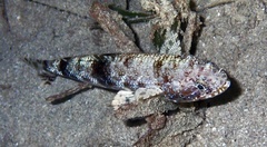 Saurida gracilis