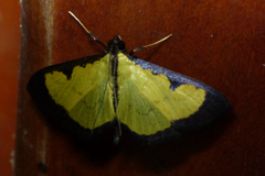 Goniorhynchus hampsoni