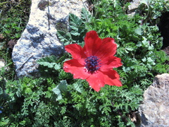 Anemone coronaria