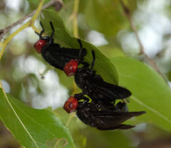 Bromophila caffra