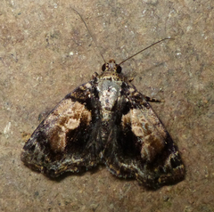 Parangitia circumcincta