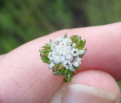 Phylica debilis debilis