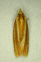 Sparganothis tristriata