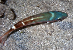 Caesio