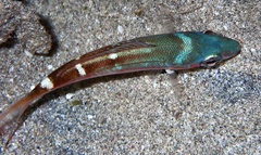 Caesio
