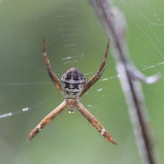 Argiope