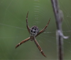 Argiope