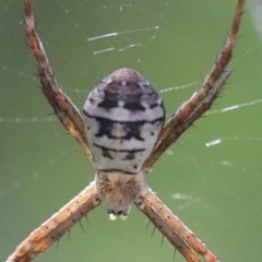 Argiope