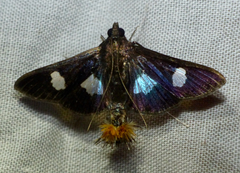 Diaphania exclusalis