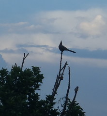 Corythaixoides concolor bechuanae