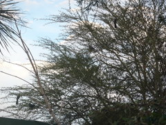 Corythaixoides concolor bechuanae