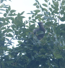 Corythaixoides concolor bechuanae