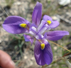 Moraea polystachya
