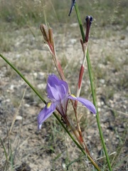 Moraea polystachya