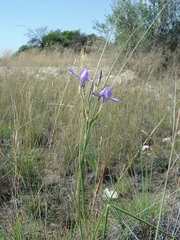 Moraea polystachya