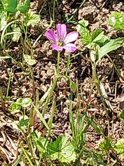 Magnoliopsida
