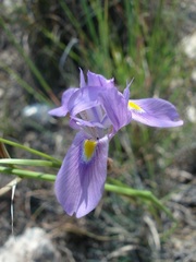 Moraea polystachya