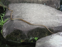 Elaphe quadrivirgata