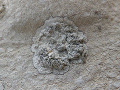 Lecanographa grumulosa
