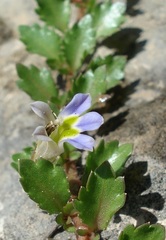 Lobelia thermalis