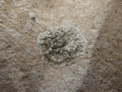 Lecanographa grumulosa