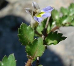 Lobelia thermalis