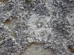 Lecanographa grumulosa