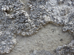 Lecanographa grumulosa