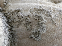 Lecanographa grumulosa