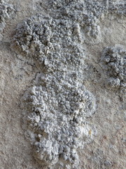 Lecanographa grumulosa