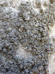 Lecanographa grumulosa