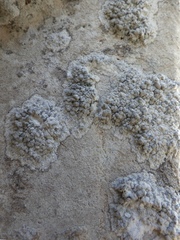 Lecanographa grumulosa