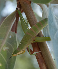 Pseudamatonga