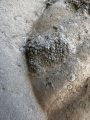 Lecanographa grumulosa
