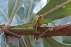Pseudamatonga