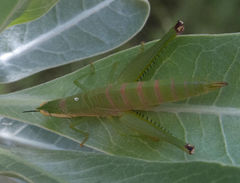 Pseudamatonga