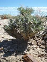 Euphorbia braunsii