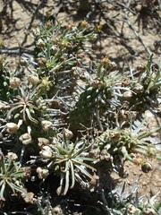 Euphorbia braunsii