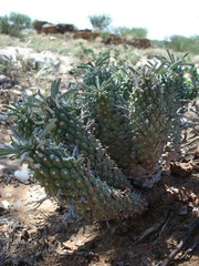 Euphorbia braunsii