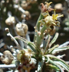 Euphorbia braunsii